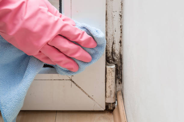 Best Emergency Mold Removal  in Moriches, NY